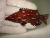 Red Bird Wrasse (Hawaii)