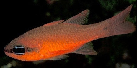 Hawaiian Ruby Cardinal Fish (Apogon erythrinus)