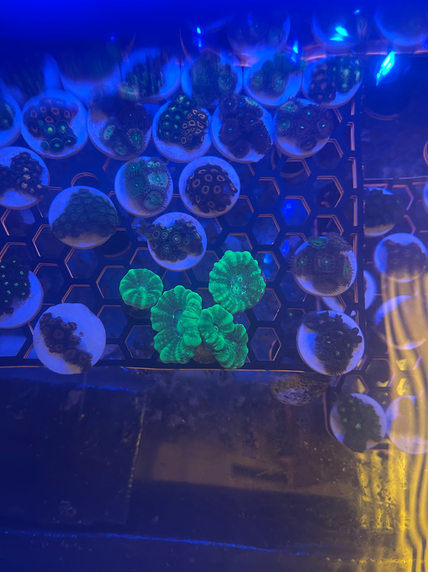 Candy Cane Coral (Caulastrea furcata)-1 head