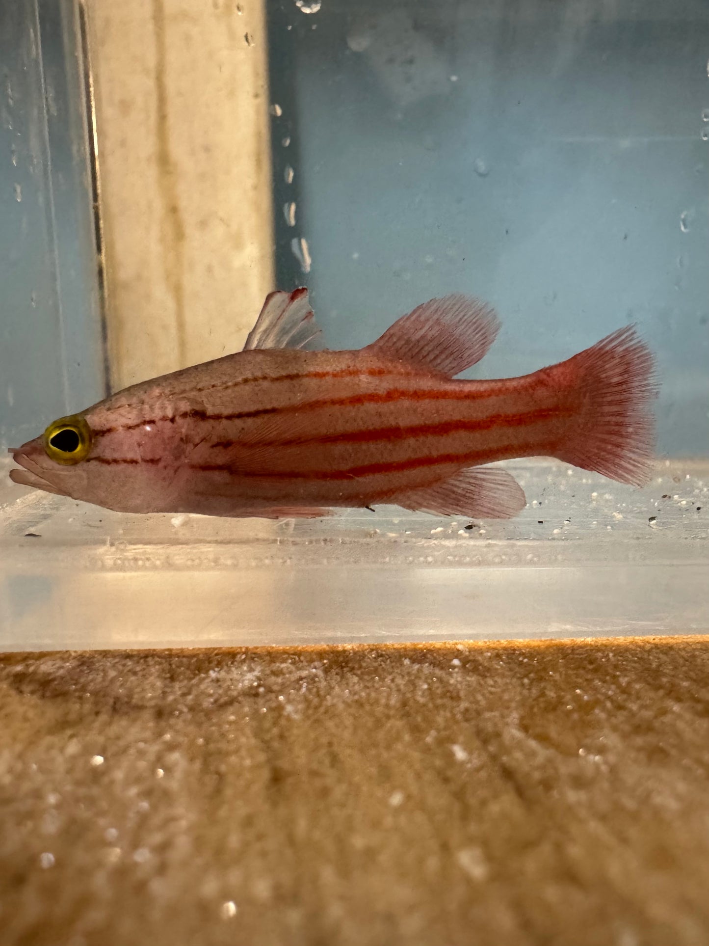 Collette's Reef Basslet | Liopropoma Collettei
