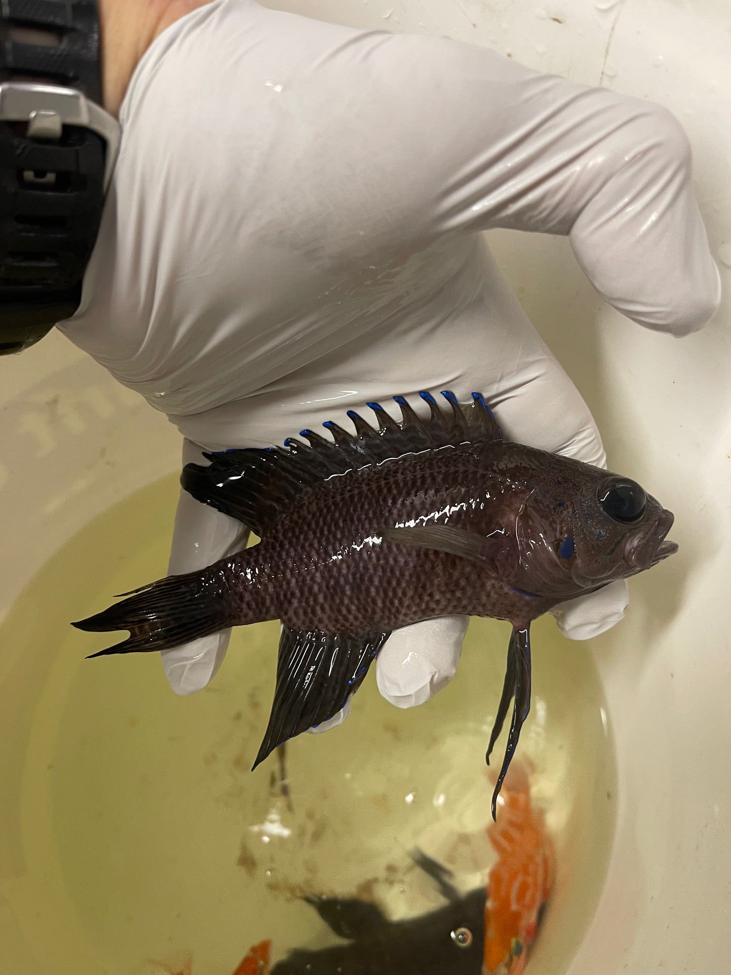 Northern Blue Devil Grouper-Australia (4-5")