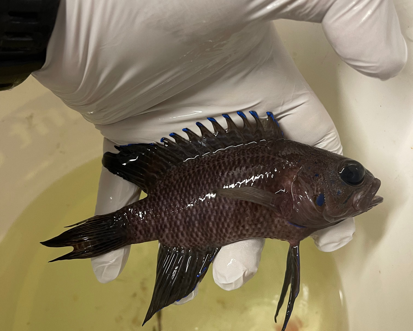 Northern Blue Devil Grouper-Australia (4")