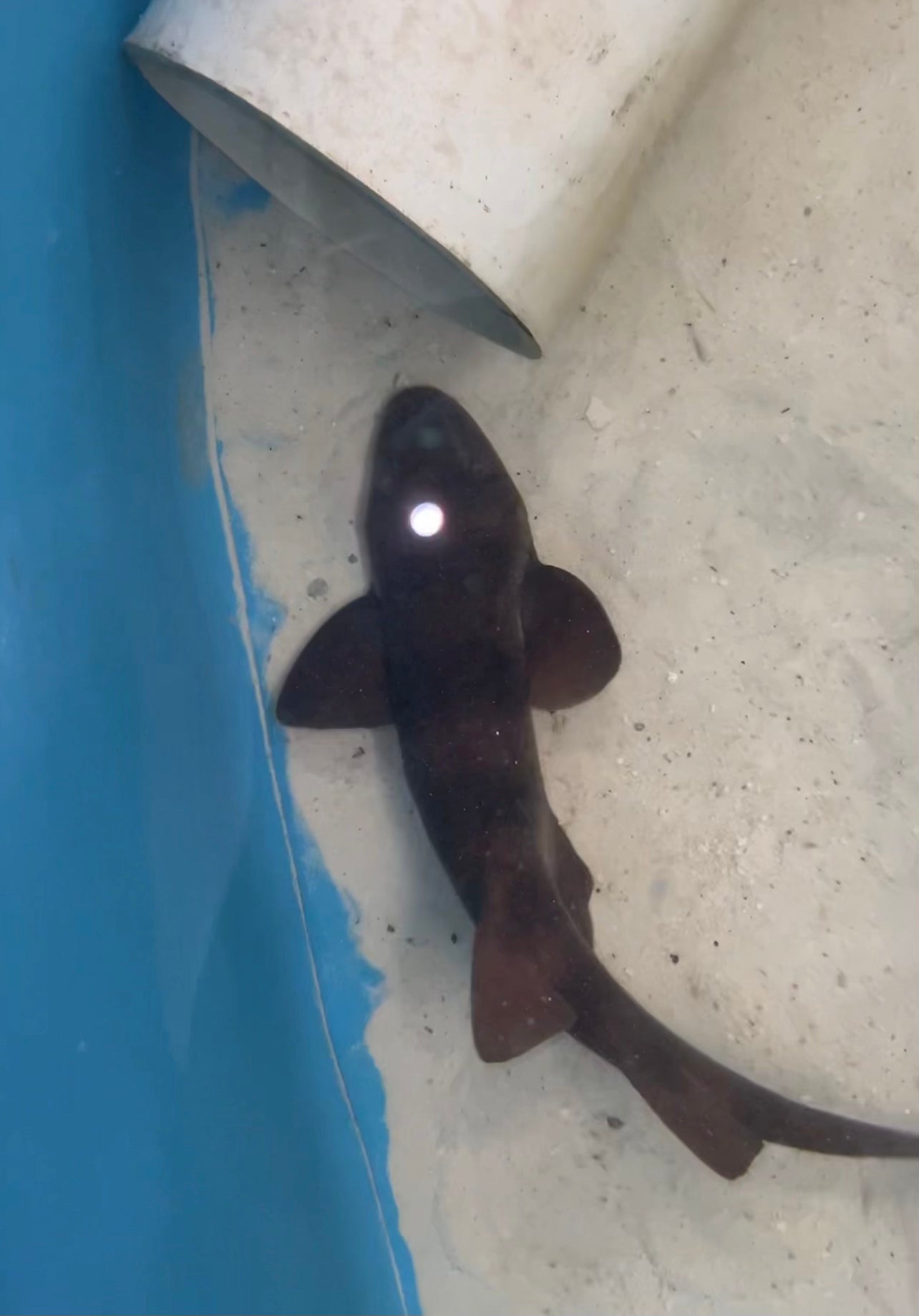 Australian Blind Shark - 15”Brachaelurus Waddi