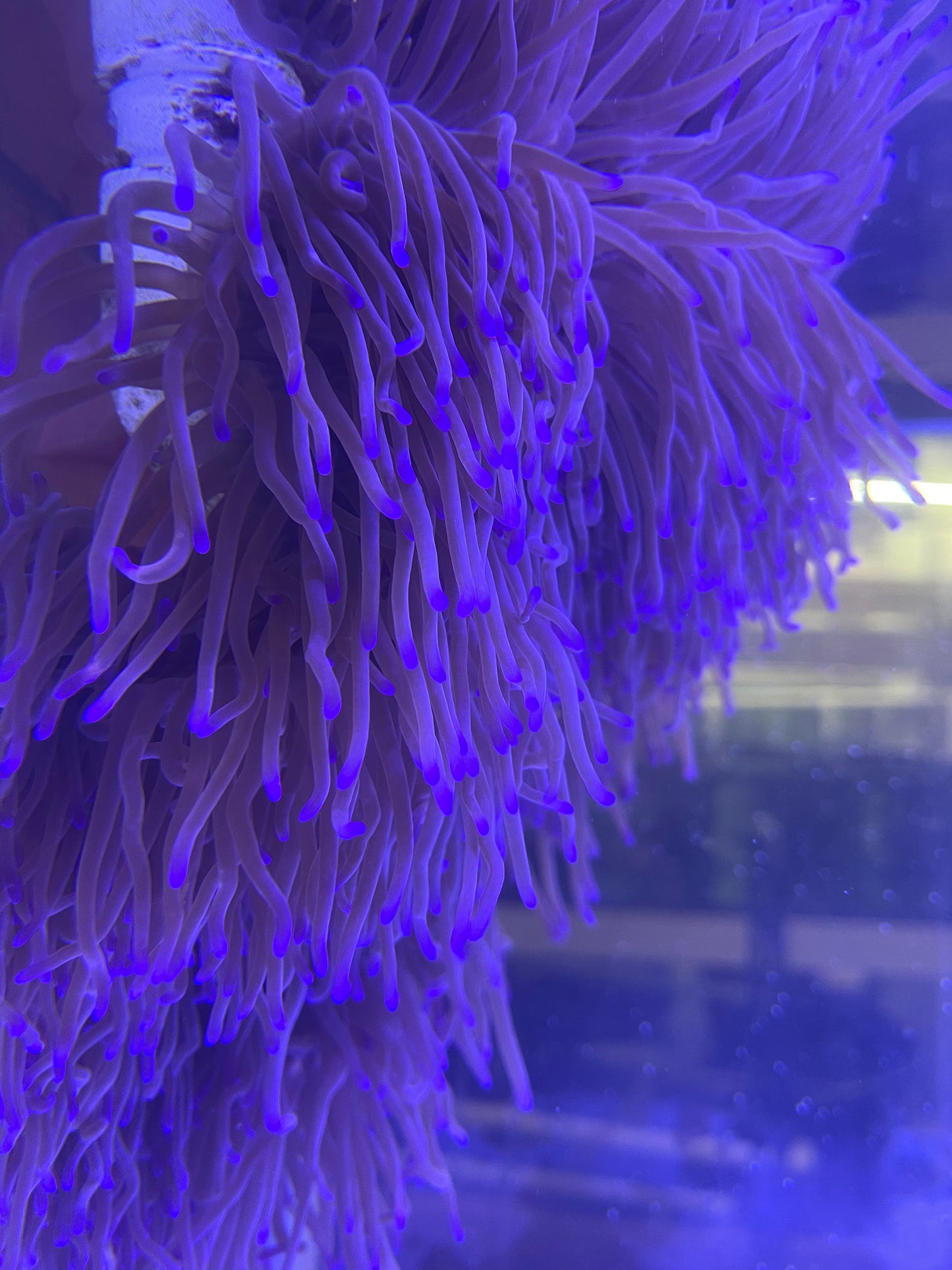 Show Size Ritteri/Magnificent Anemone--10-12" (purple tip)
