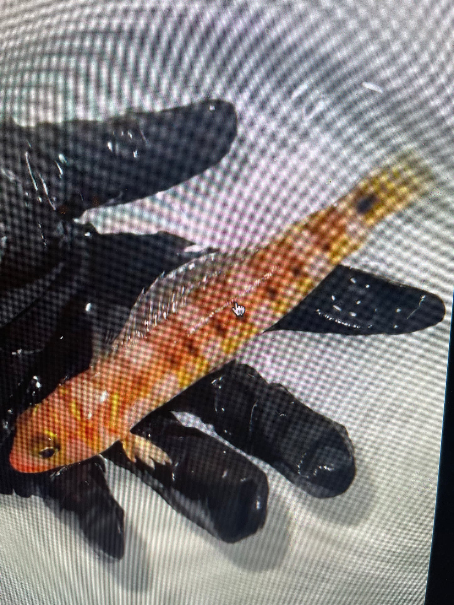Gold-Bridled Sandsmelt | Parapercis multifasciata (5")