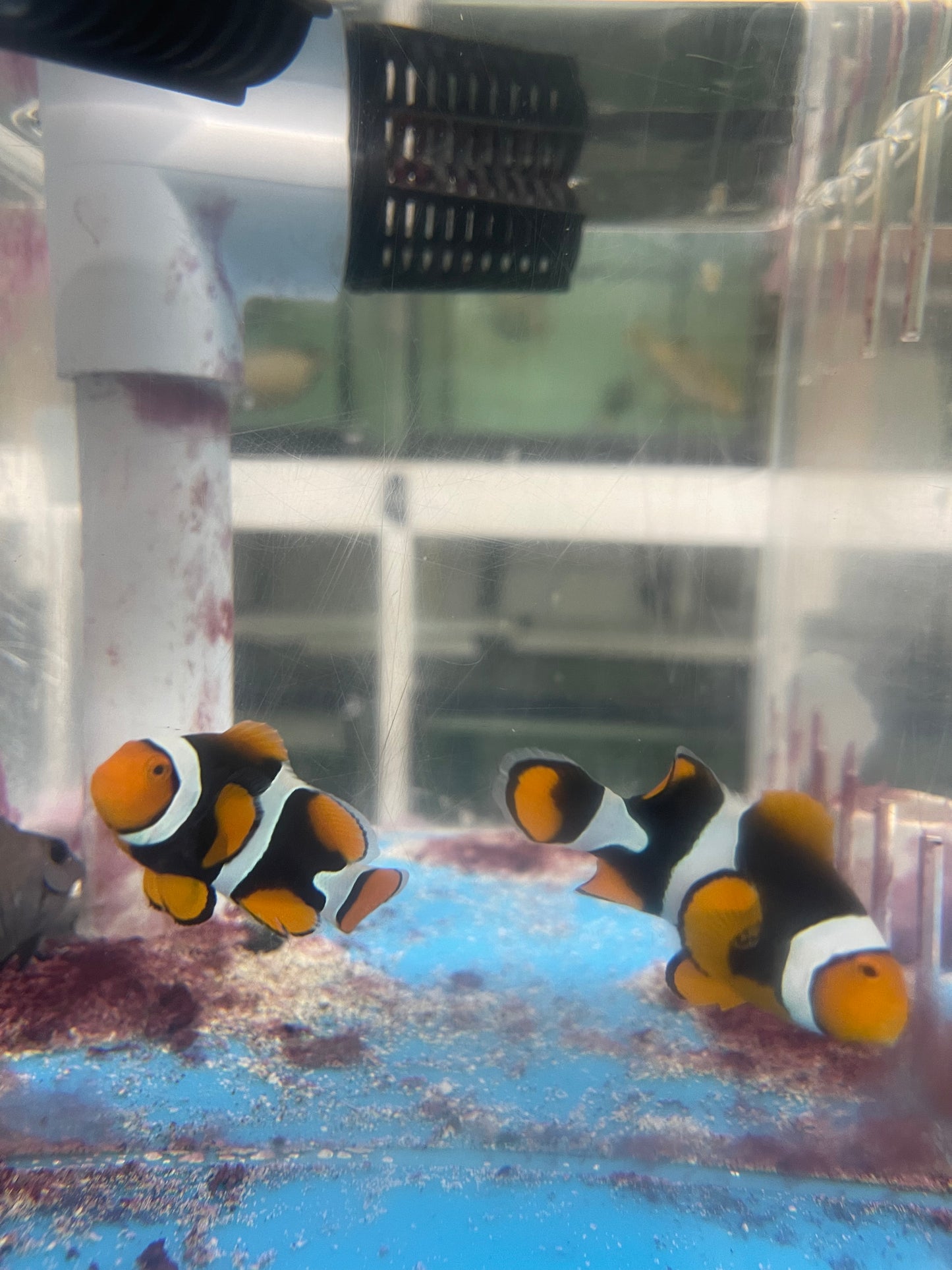 True Percula Clownfish Pair super black - #2