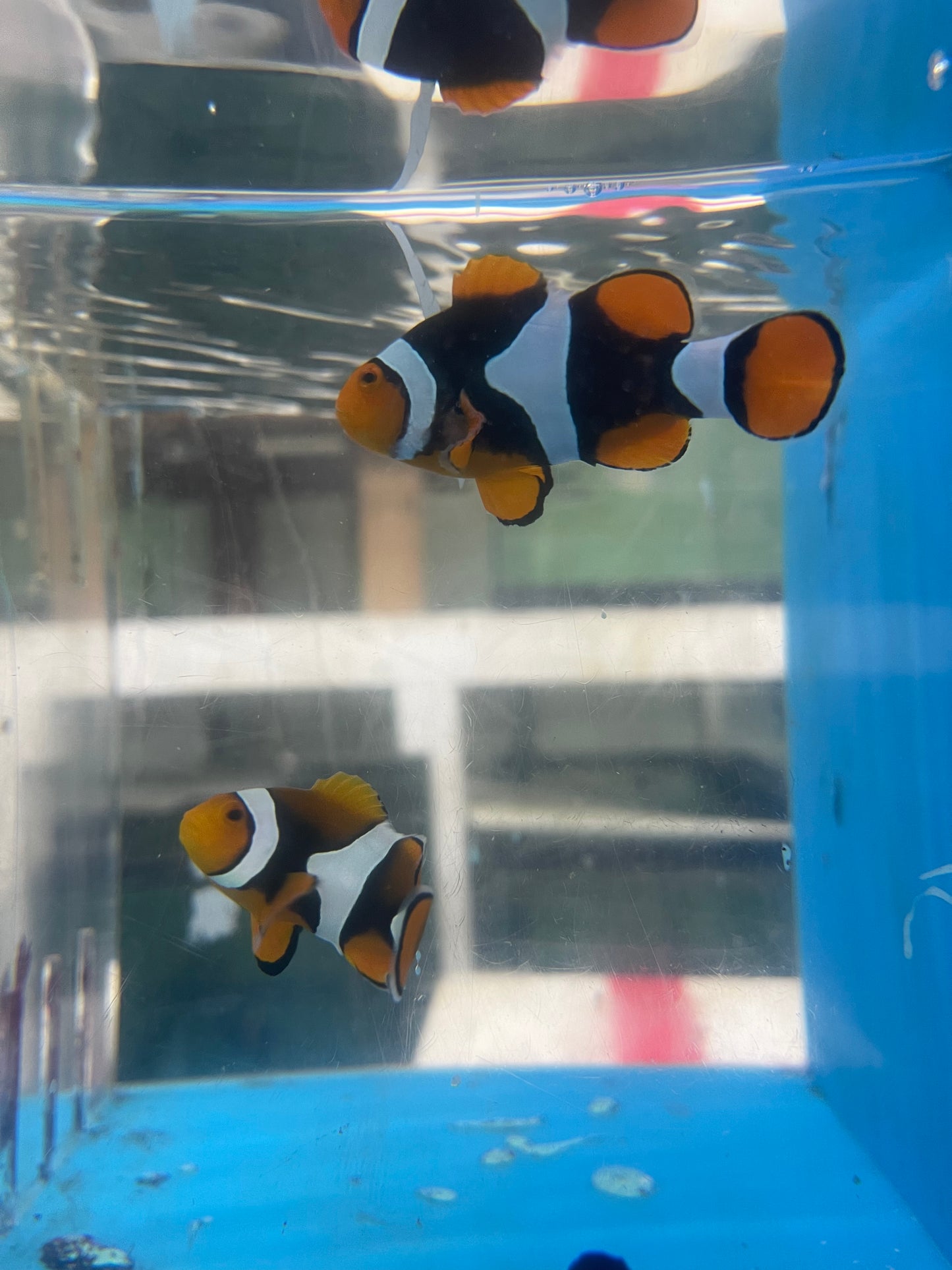 True Percula Clownfish-super black pair 7