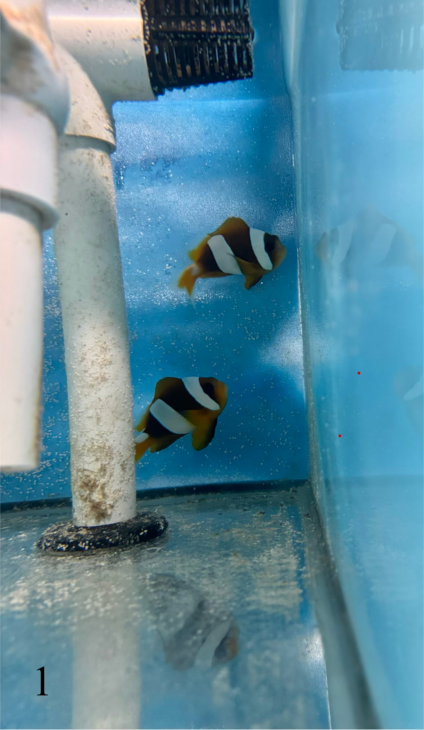 Madagascar Clownfish Mated Pair - WYSIWYG #1