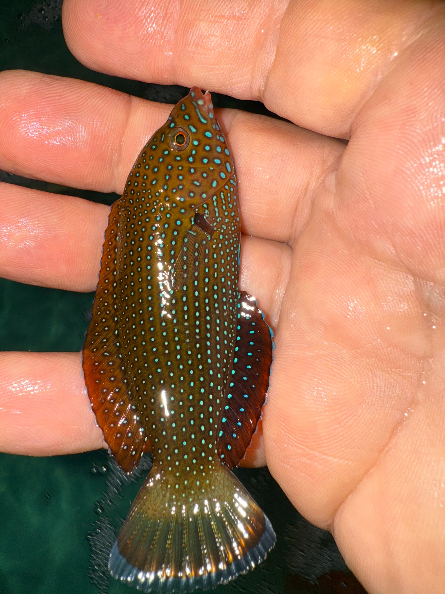 Blue Spotted Tamarin Wrasse (anampses caeruleopunctatus)-3-4"