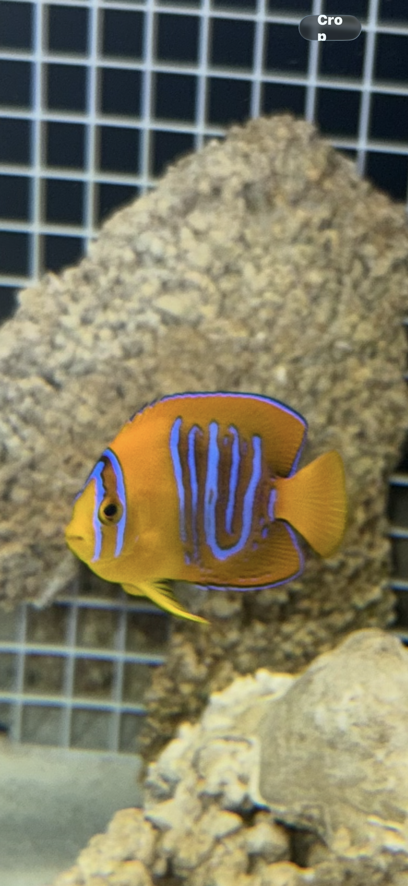 Clarion Angel | Holacanthus clarionensis (3-4" CB) WYSIWYG