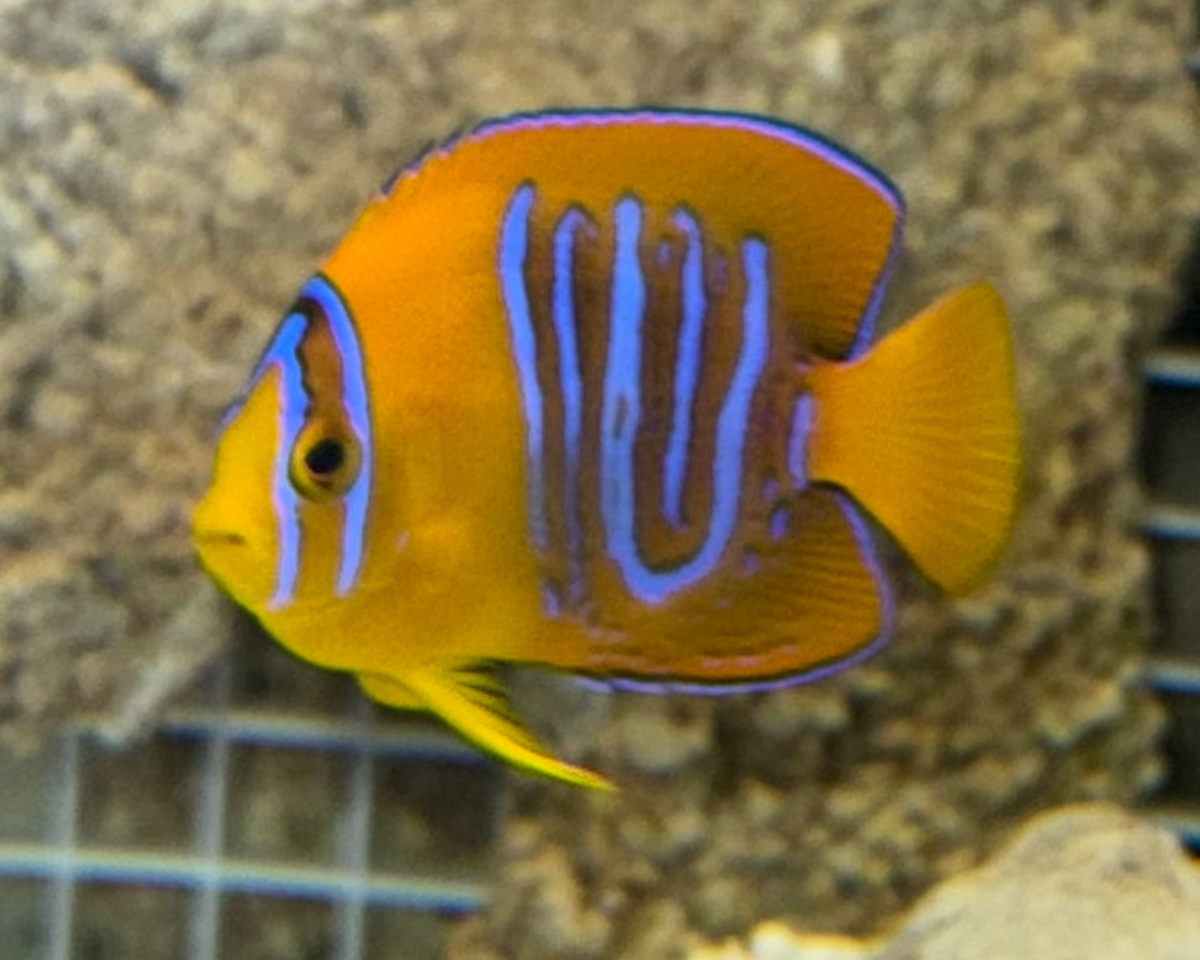 Clarion Angel | Holacanthus clarionensis (3-4" CB) WYSIWYG