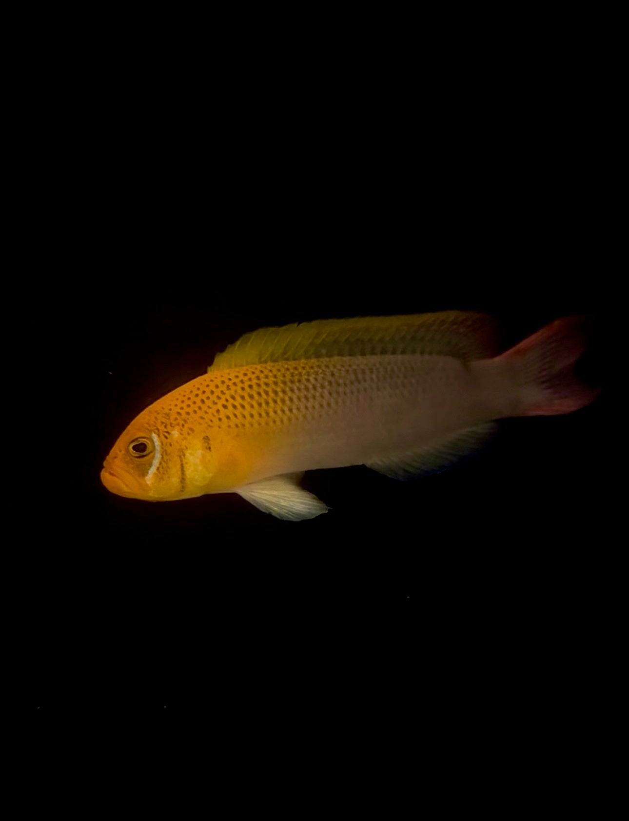 Jaguar Dottyback | Pseudochromis moorei