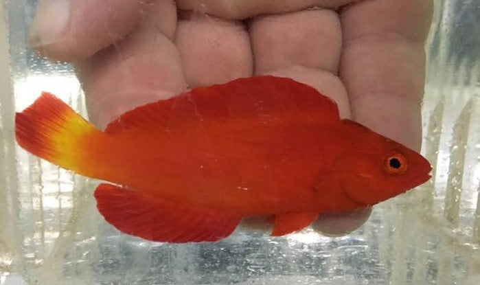 Magma Wrasse (Cirrhilabrus sp)-Newly discovered wrasse (3" male)