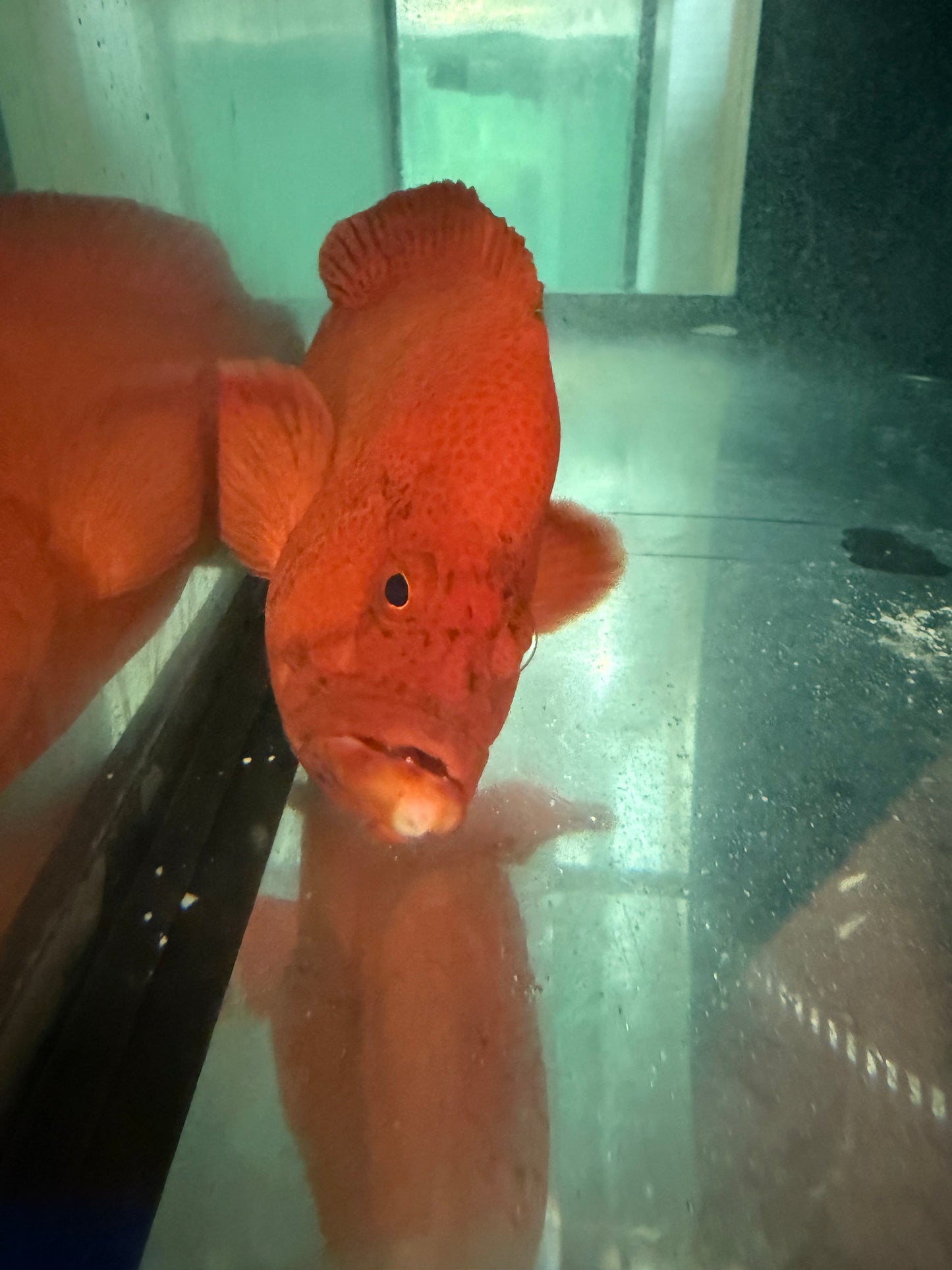 Blue and Yellow Grouper (RED MORPH)-13”