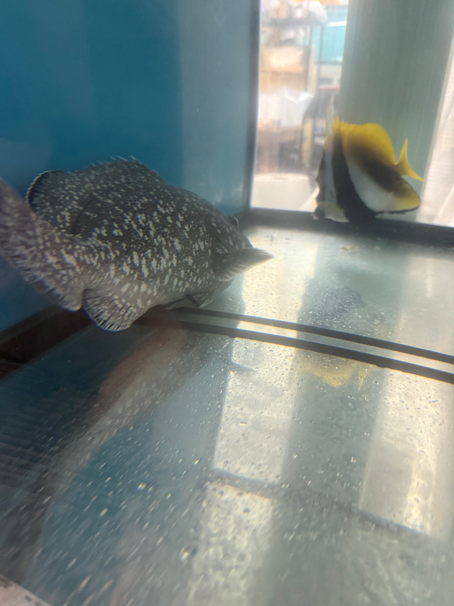 Blue and Yellow Grouper-15”