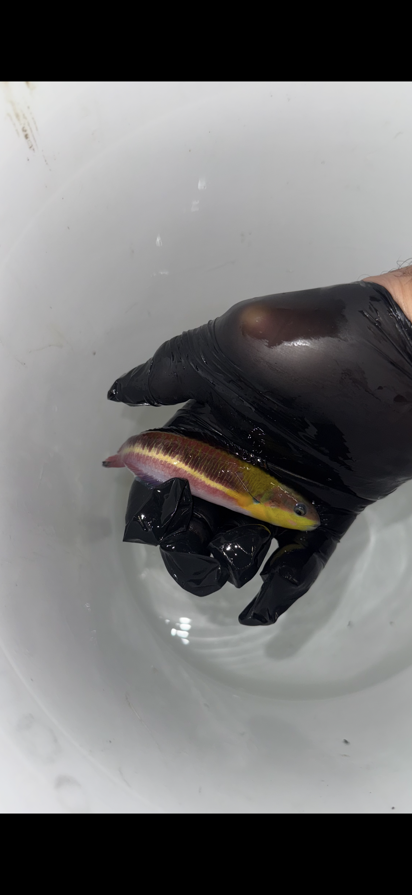 Cortez Rainbow Wrasse (Thalassoma lucasanum) 4-5" Female