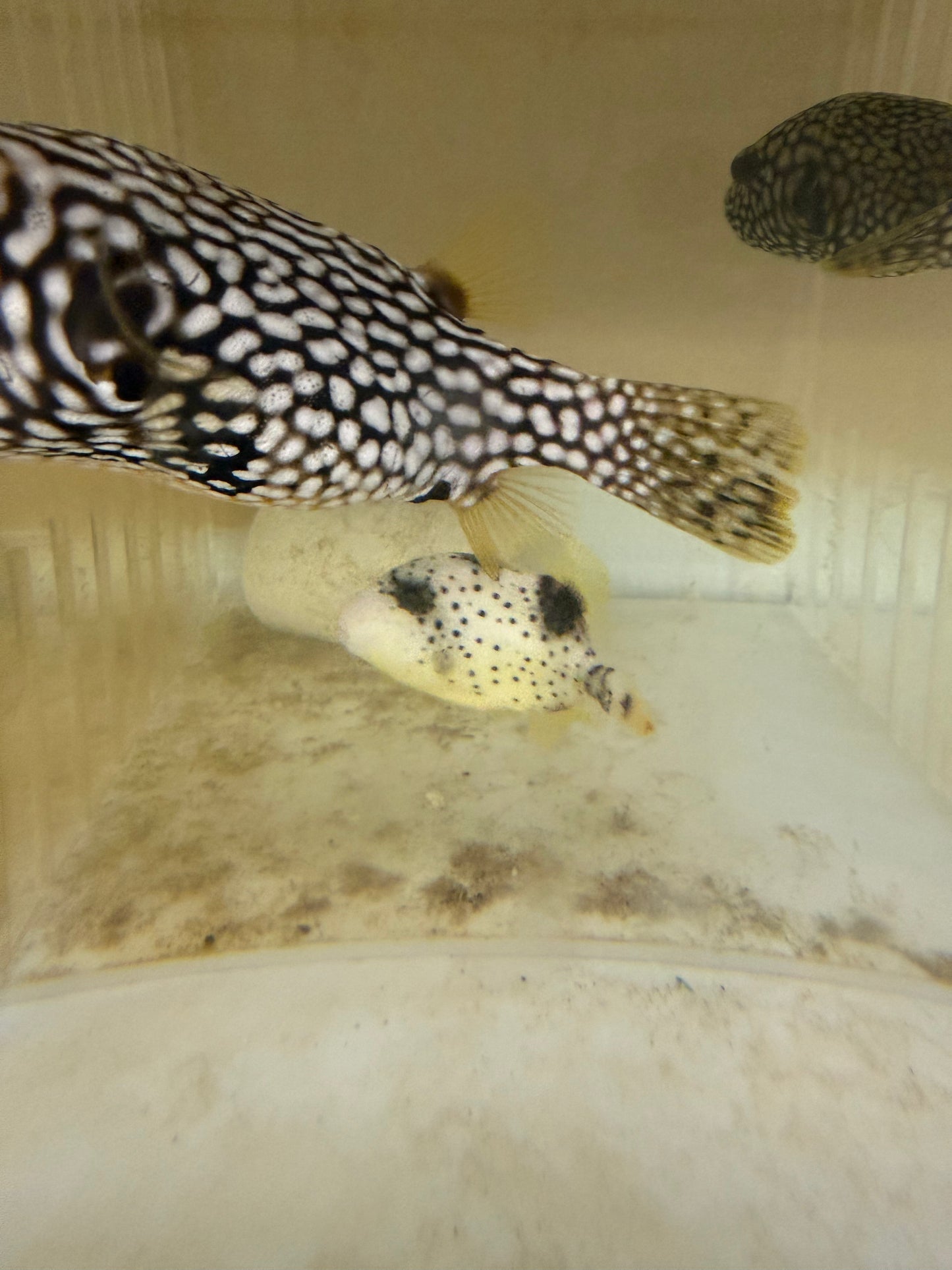 Yellow Margin (Pineapple) Triggerfish-2”