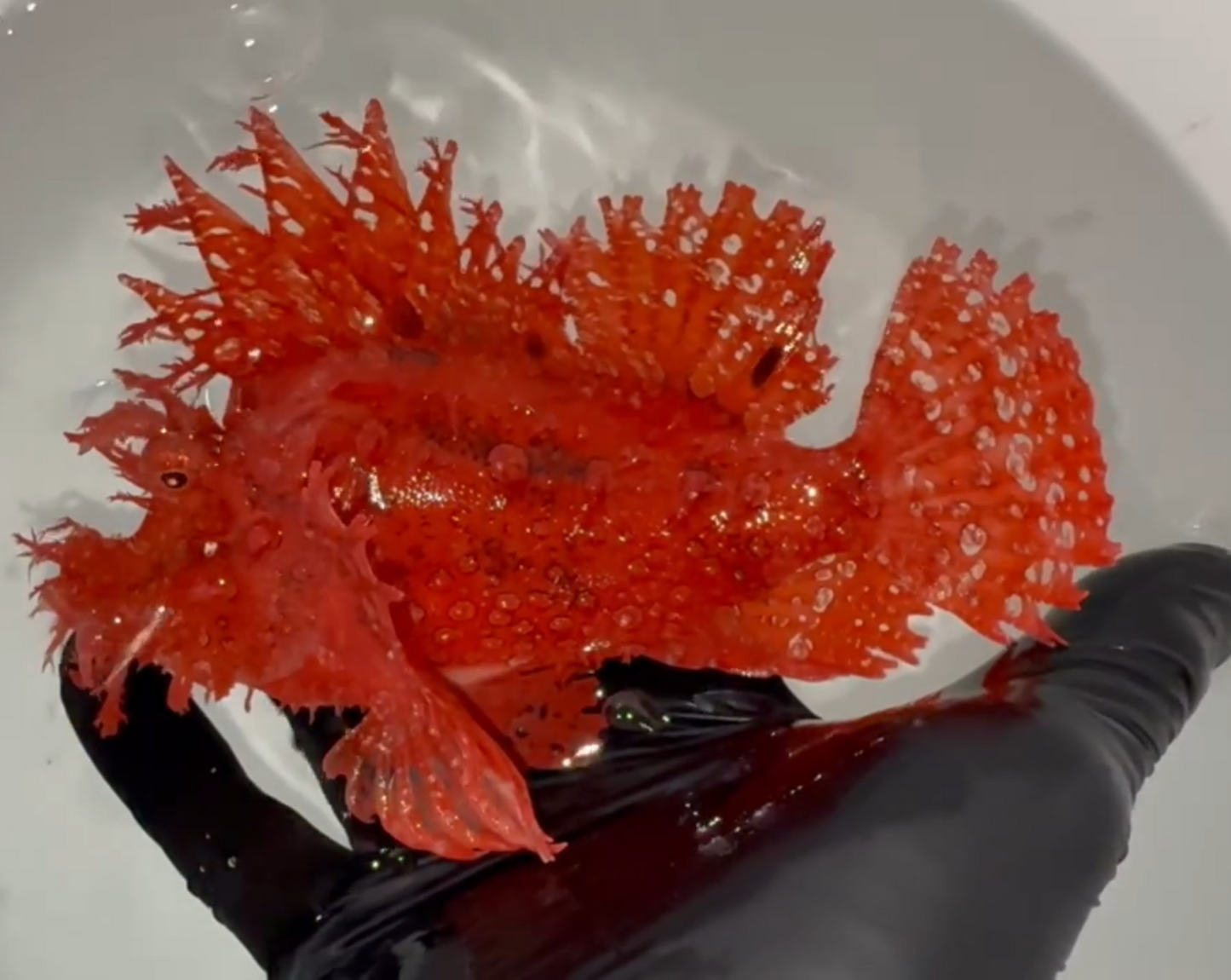 Rhinopias Scorpionfish-Red -5" (Frondosa)
