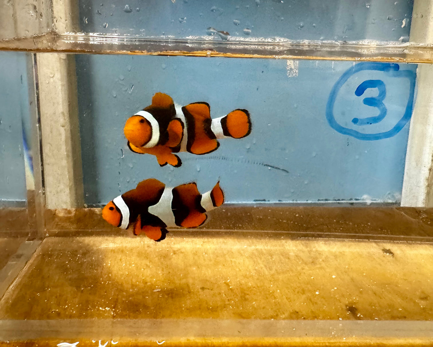 True Percula Clownfish-super black pair 3 WYSIWYG
