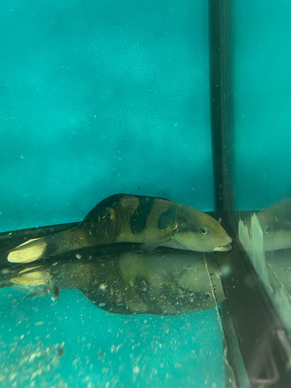 Jansen's Wrasse (8")