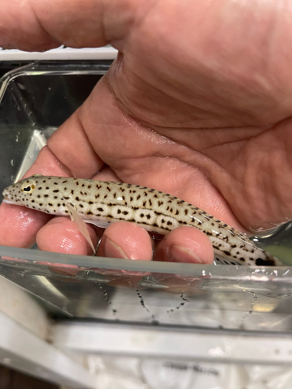 Speckled Sandperch|Parapercis hexophtalma (5-6")