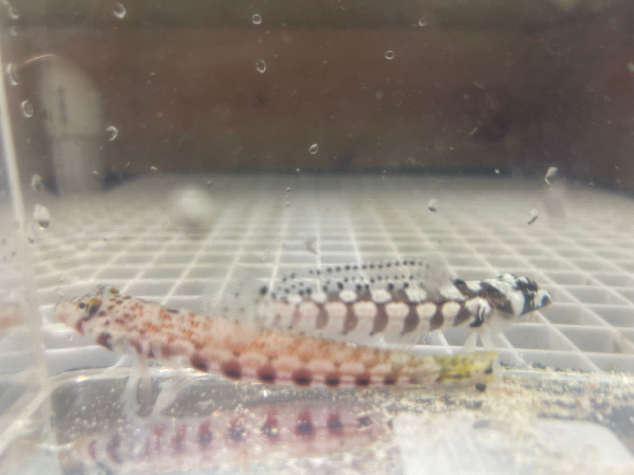 Red Spotted Sandperch | Parapercis schauinslandii