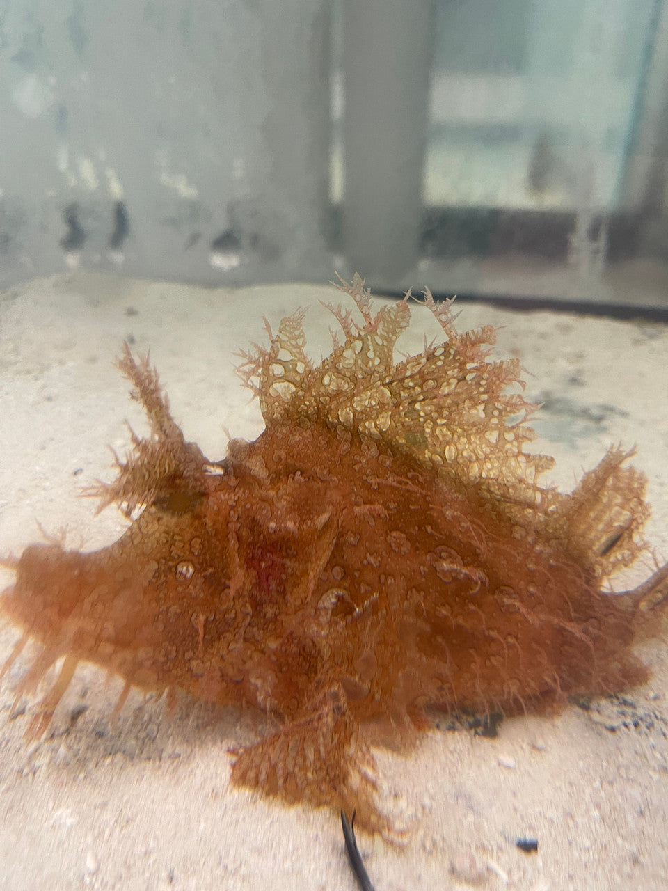 Rhinopias Scorpionfish-pink-weedy