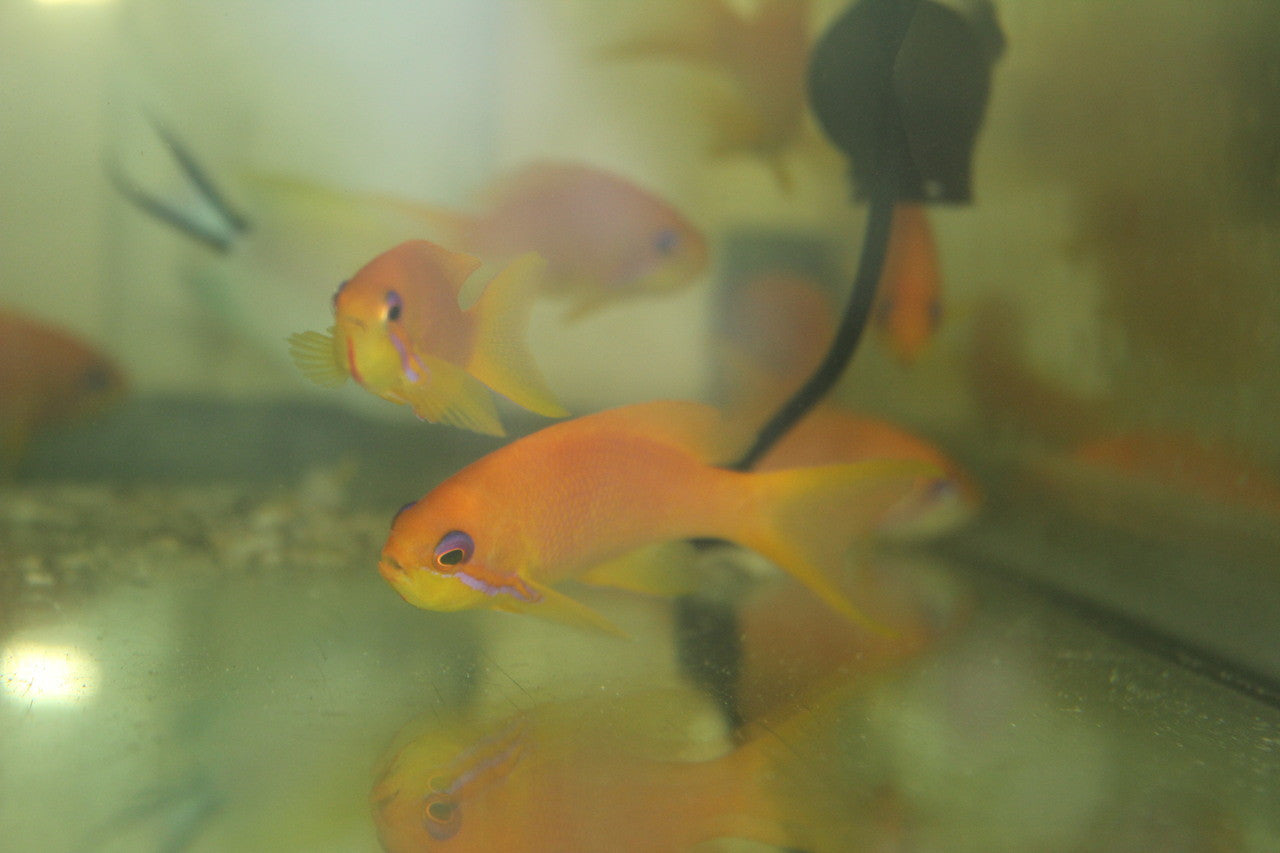 Lyretail Anthias (Maldives)- group of 3 Females
