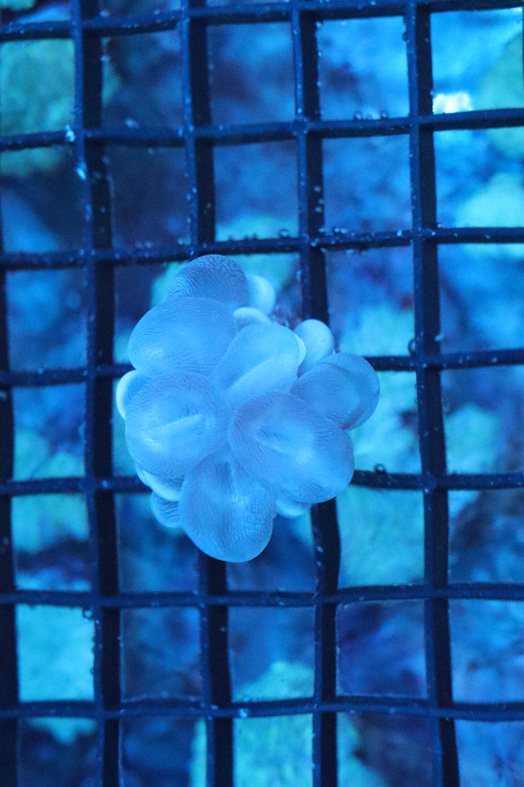 Bubble Coral Small