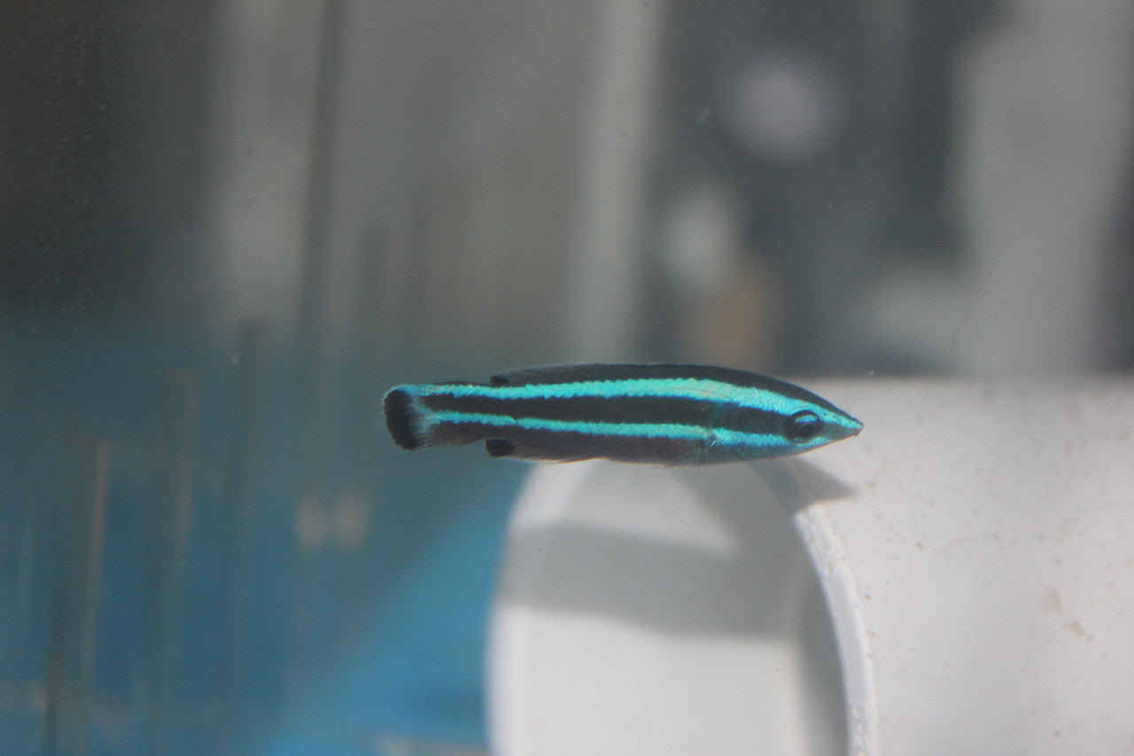 Red Sea Cleaner Wrasse-Larabicus Quadrilieatus