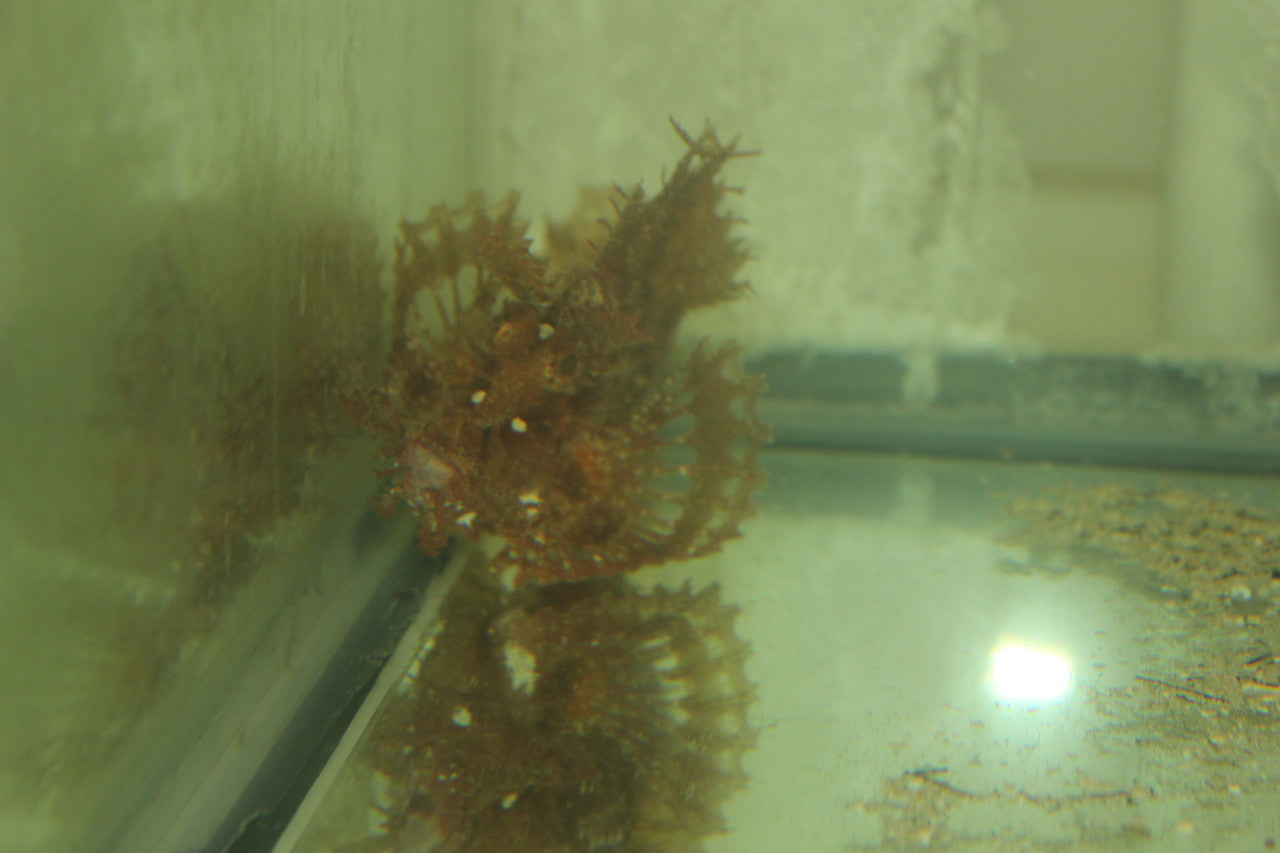 Rhinopias Scorpionfish-Red -5" (Frondosa)
