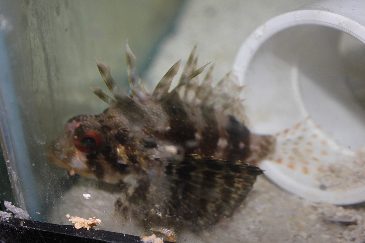 Hawaiian Barberi Lion | Dendrochirus barberi (3")