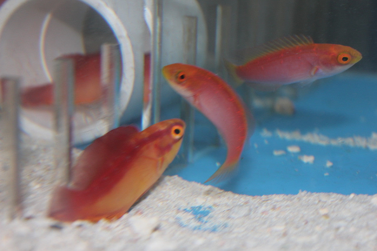 Hawaiian Flame Wrasse Pair (XL Male)
