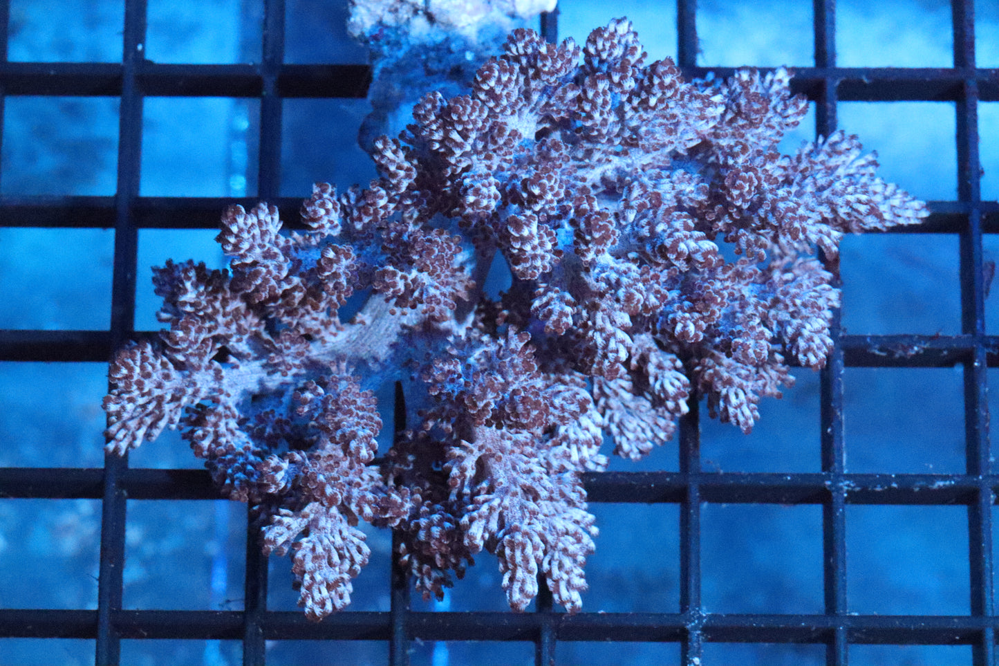 Red Kenya Tree