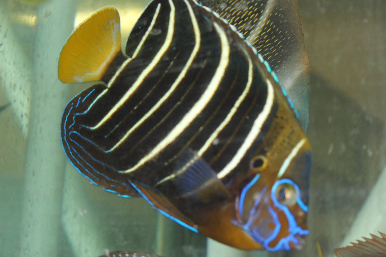 Chrysurus Angel | Pomacanthus Chrysurus (8-9")