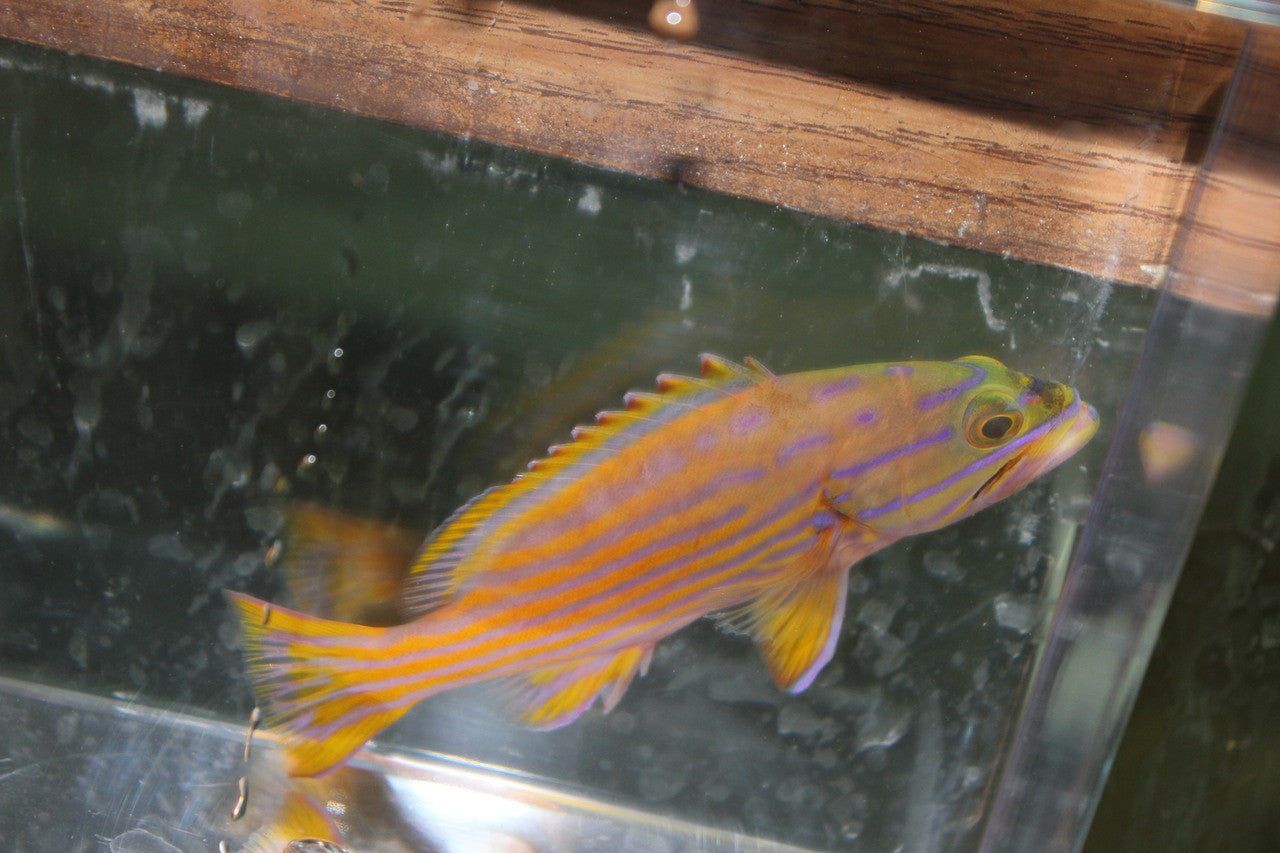 Polleni Grouper-3" Juv