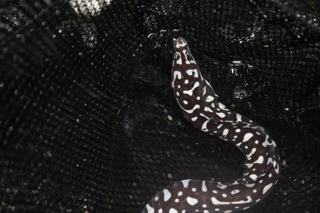 Skeletor Eel (Echidna xanthospilos) -10"