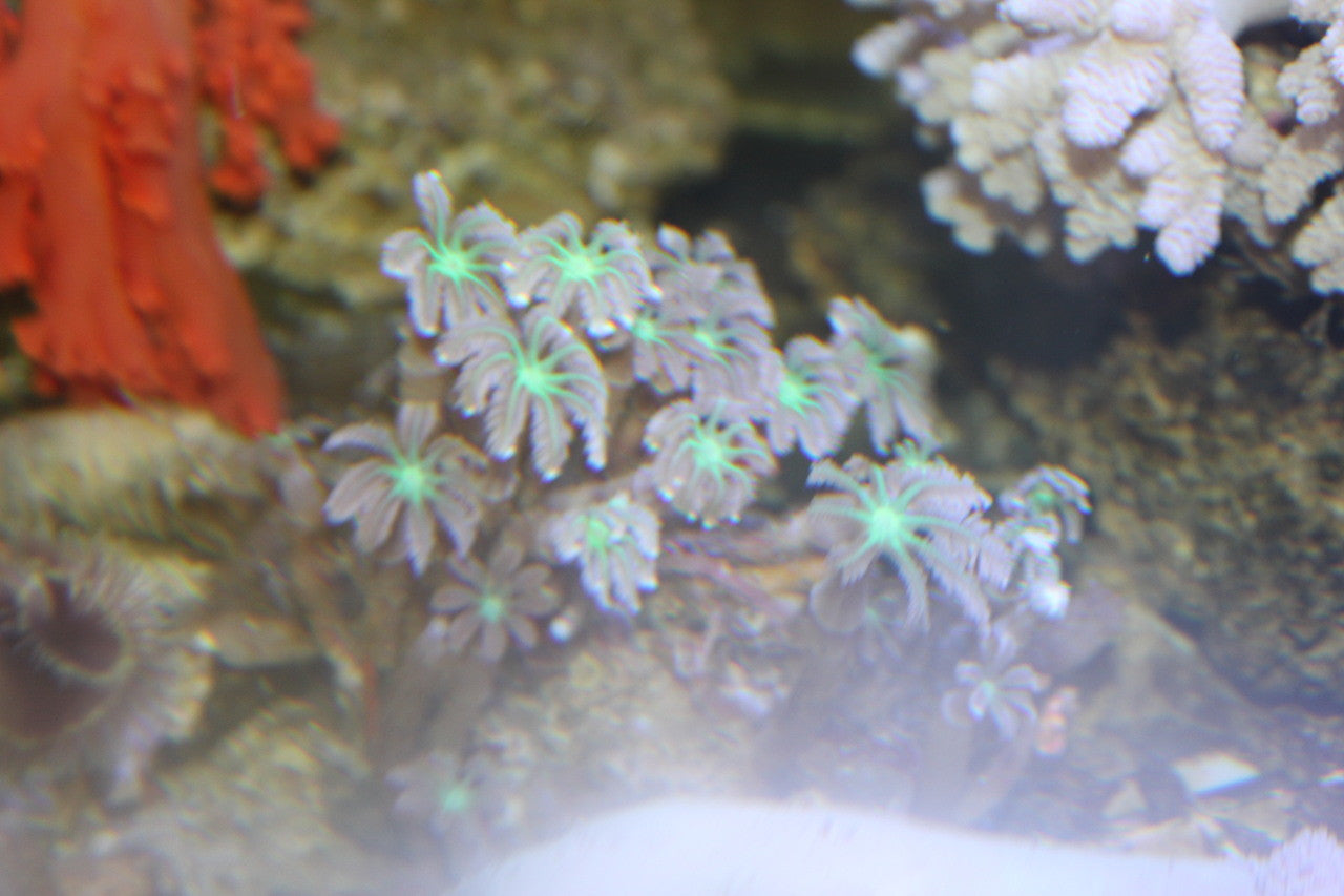 Clove Polyps (Clavularia sp)-Neon Green