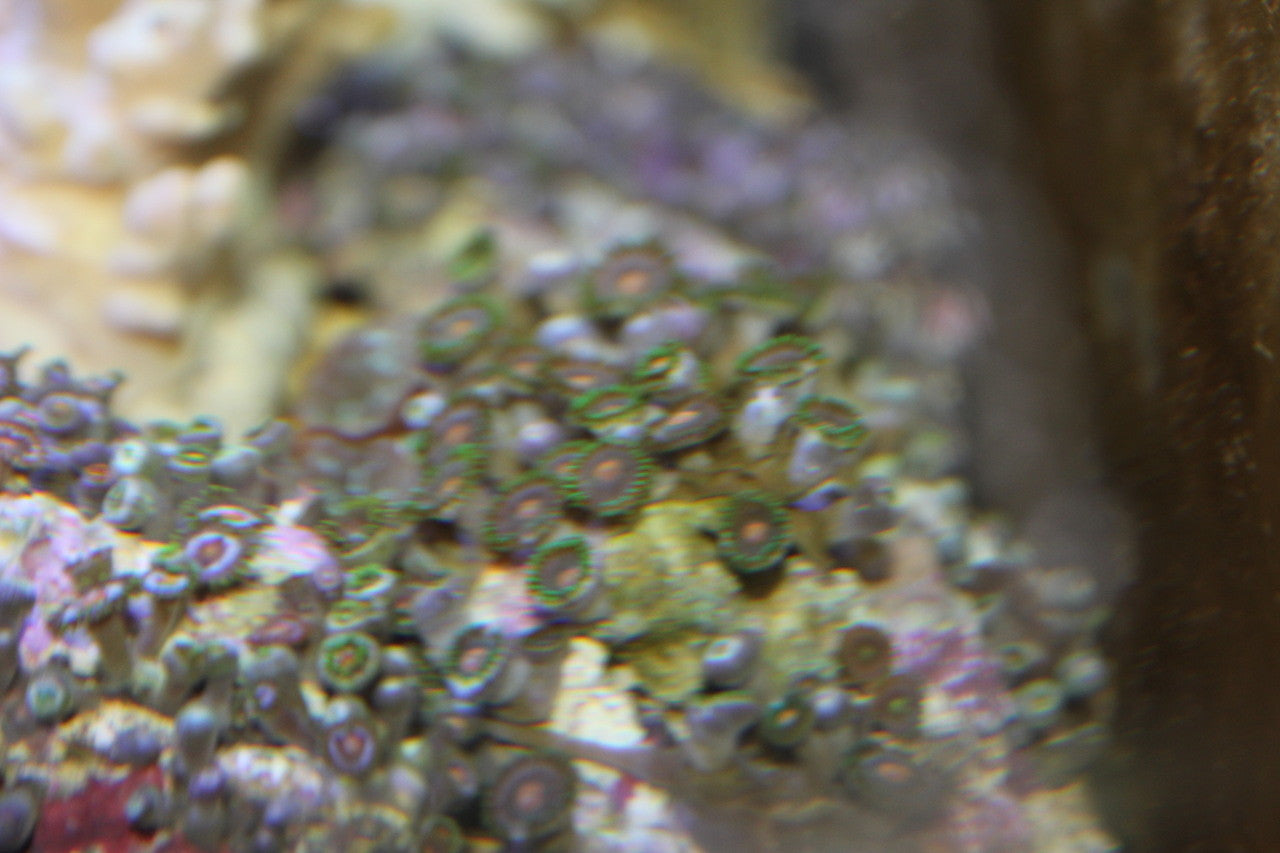Zooanthid Polyps-Green & Orange (30+ polyps)