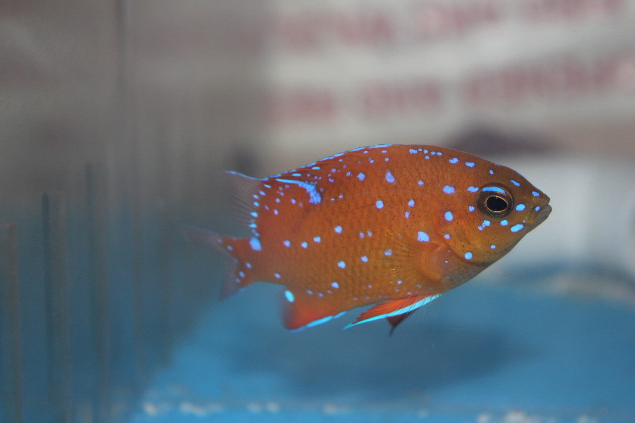Garibaldi (4")