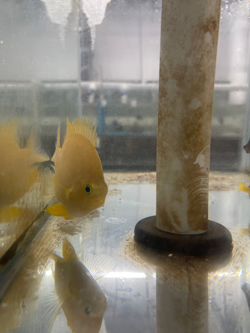 Giant Gold Damsel | Amblyglyphidodon aureus (4")