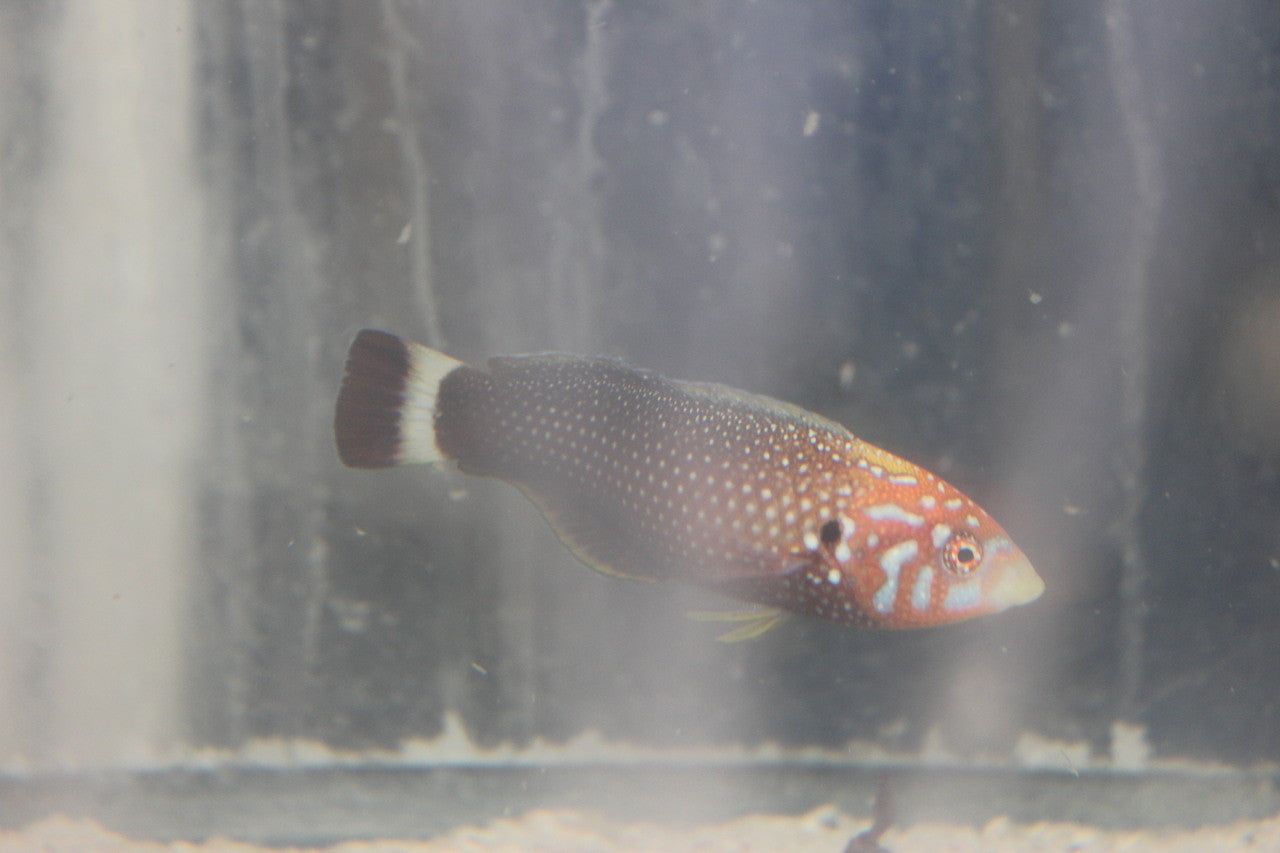 Hawaiian Psychead Wrasse (Male)