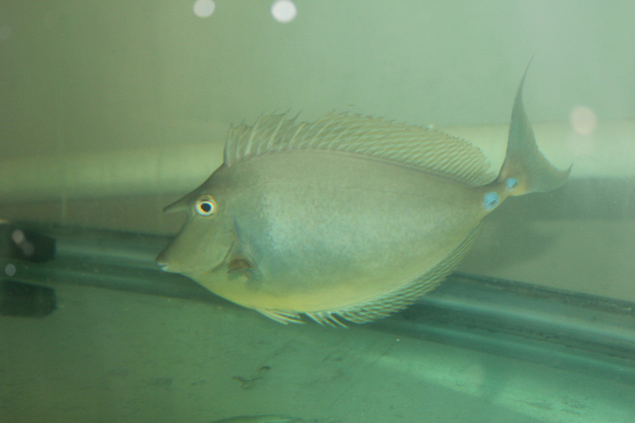 Unicorn Tang (4")
