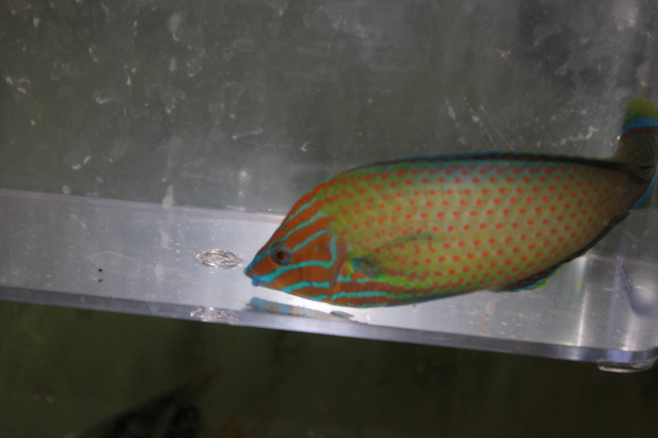 Grey Head Wrasse (Halichoeres leucurus)-5" male