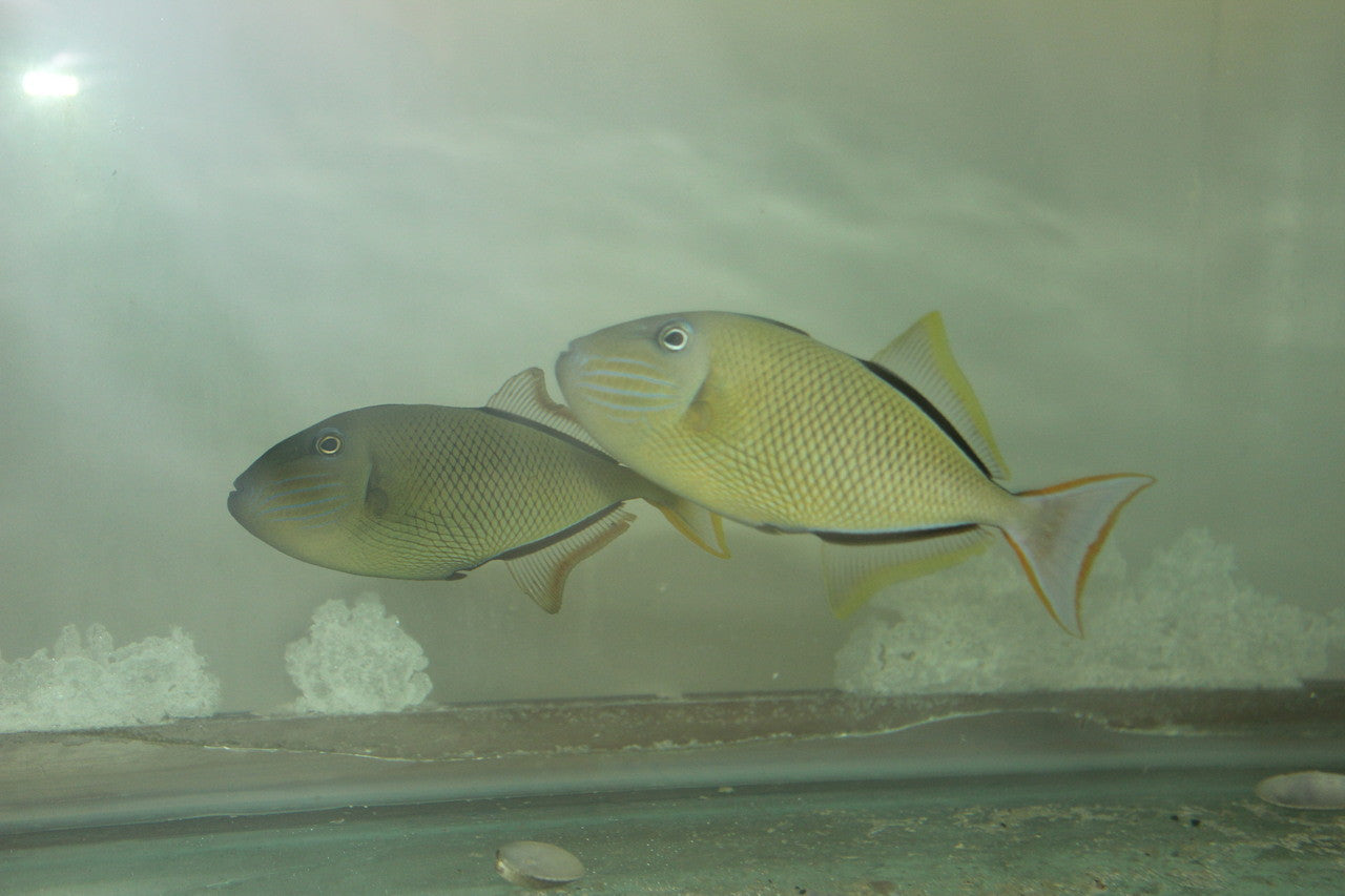 Crosshatch Trigger (Xanthichthys mento)- 5" pair