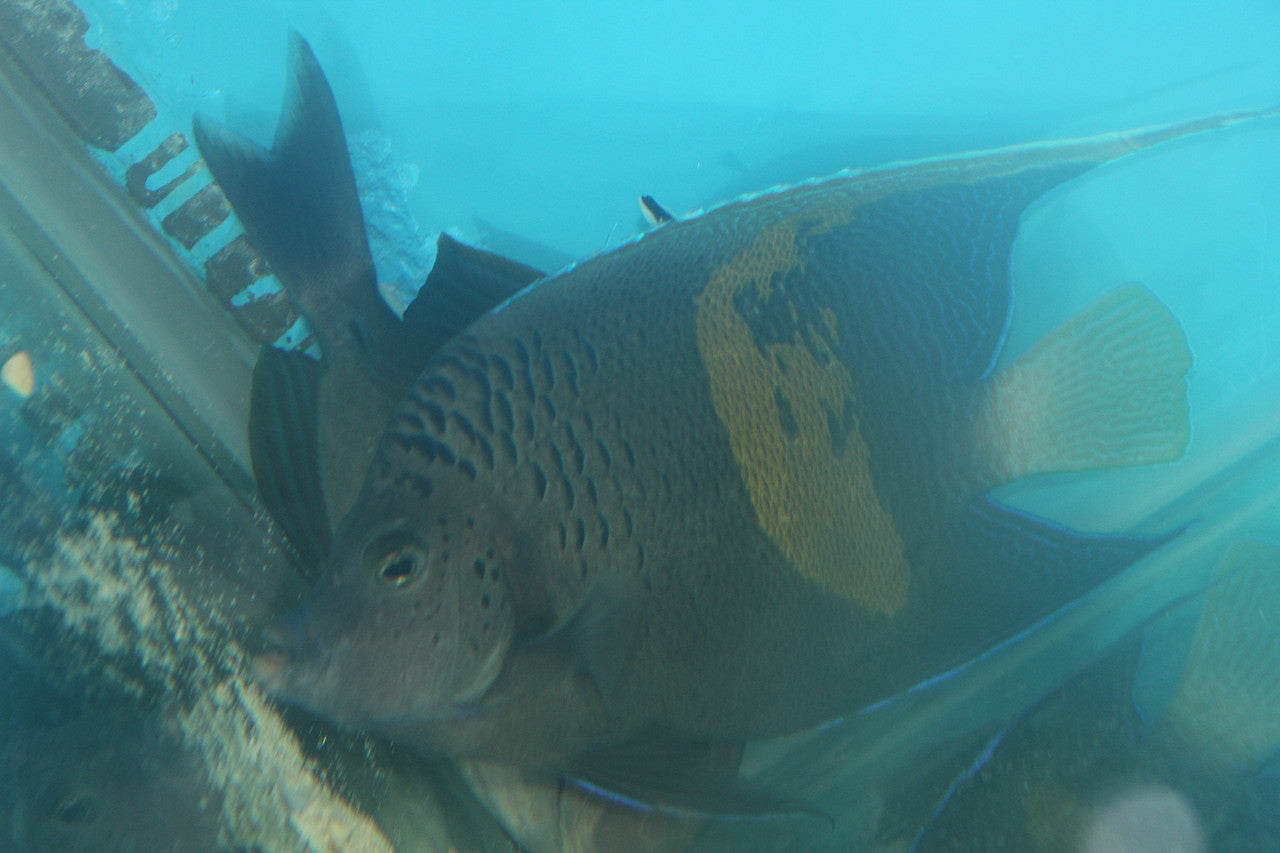 Maculosus Angel - 6-7"