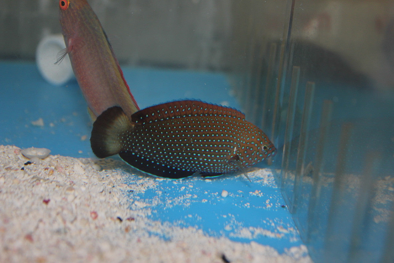 Blue Spotted Leopard Wrasse