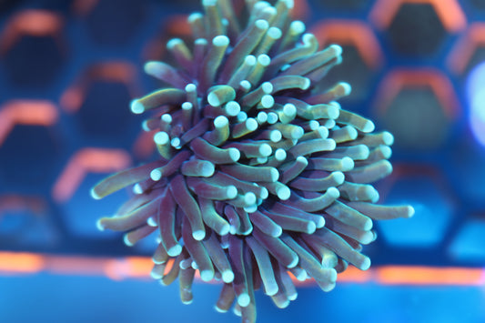 Almost Tiger Torch (96)