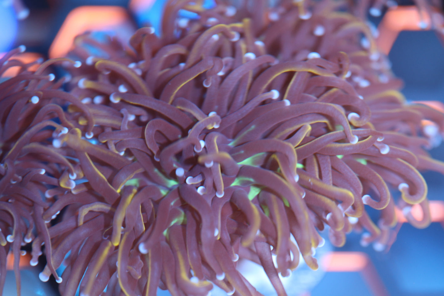 NY Knicks Indo Gold Torch (A9)