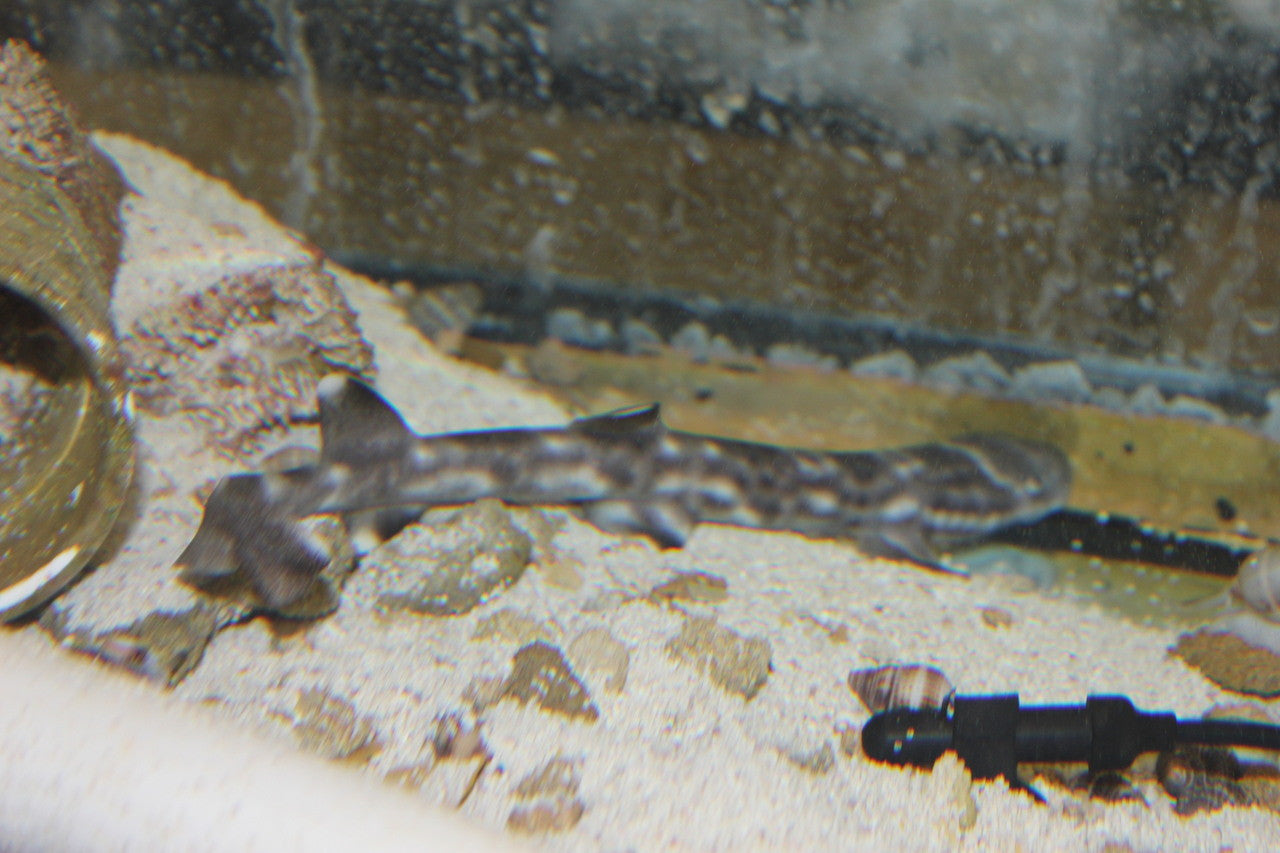 Marble Cat Shark (6")